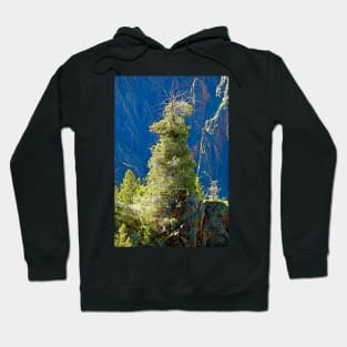 Black Canyon Tree Hoodie